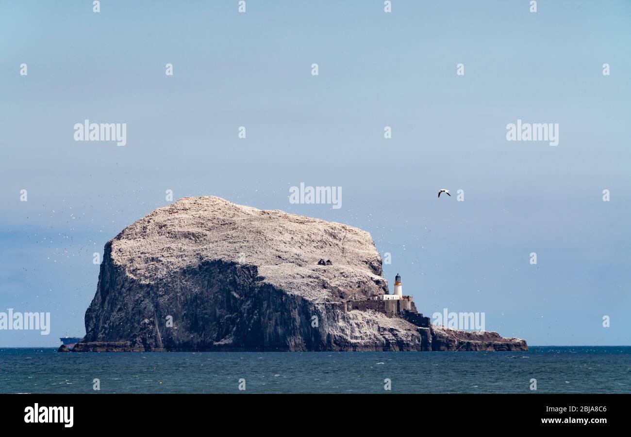 Vista di Bass Rock colorato bianco come risultato di annidamento di gannets, Firth of Forth, Scozia, Regno Unito Foto Stock