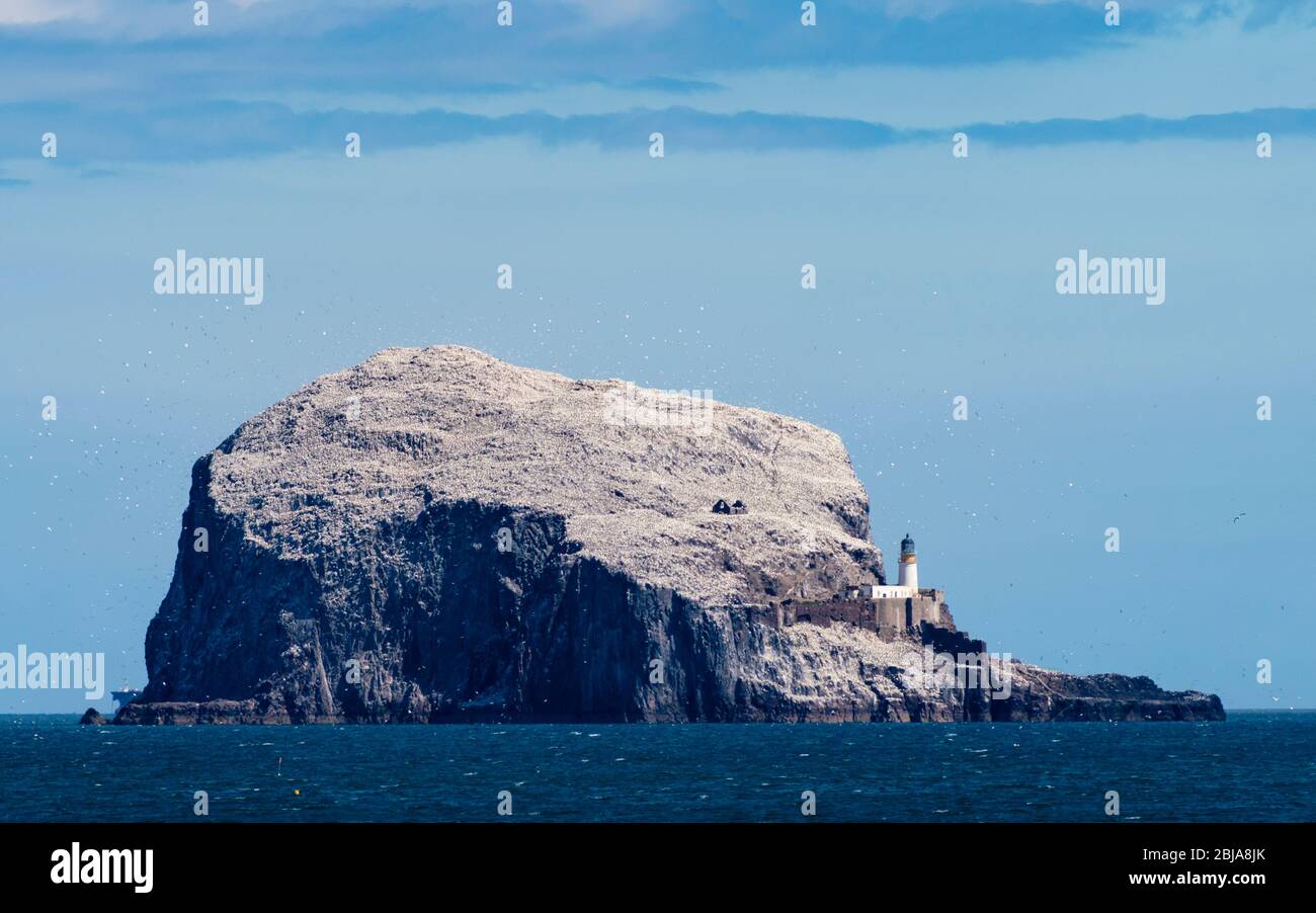 Vista di Bass Rock colorato bianco come risultato di annidamento di gannets, Firth of Forth, Scozia, Regno Unito Foto Stock
