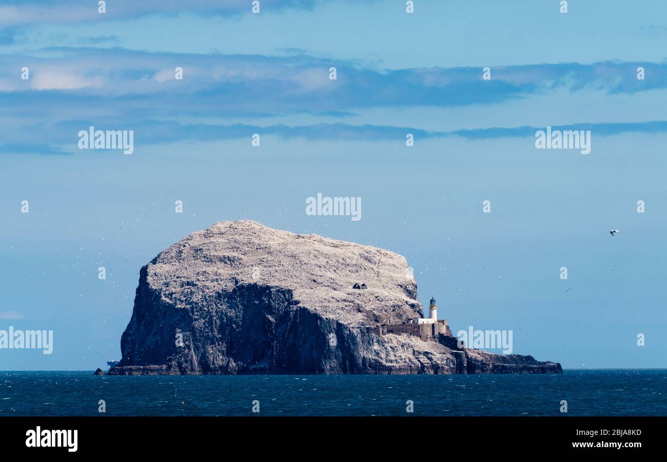 Vista di Bass Rock colorato bianco come risultato di annidamento di gannets, Firth of Forth, Scozia, Regno Unito Foto Stock