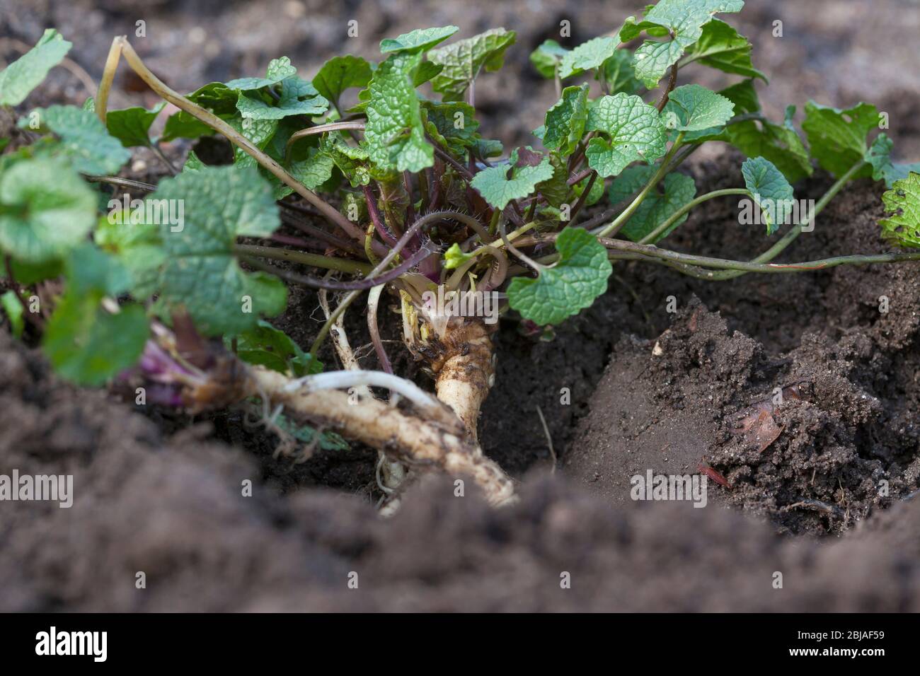 Senape all'aglio, aglio, Jack-by-the-Hedge (Alliaria petiolata), foglie giovani, raccolte prima della fioritura, in Germania Foto Stock