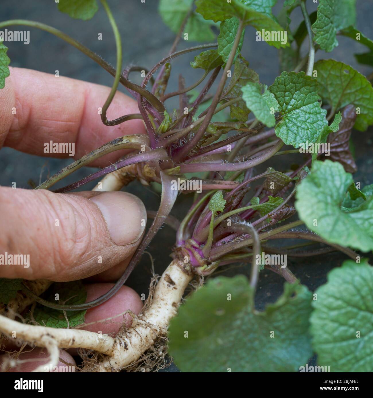 Senape all'aglio, aglio, Jack-by-the-Hedge (Alliaria petiolata), foglie giovani, raccolte prima della fioritura, in Germania Foto Stock