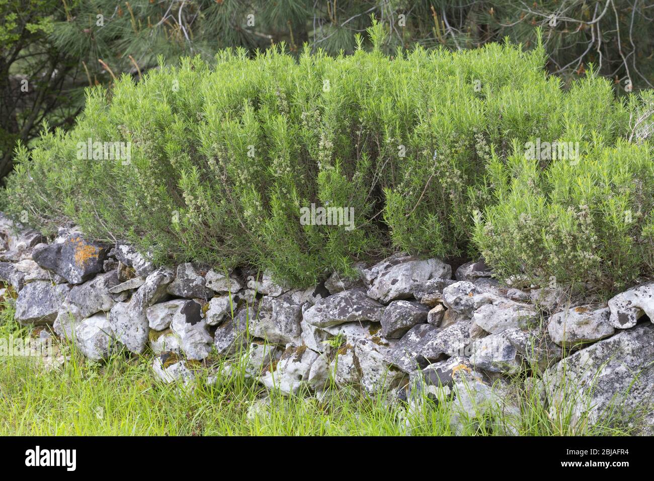 Rosmarino (Rosmarinus officinalis), fiorente su un muro di pietra, Germania Foto Stock