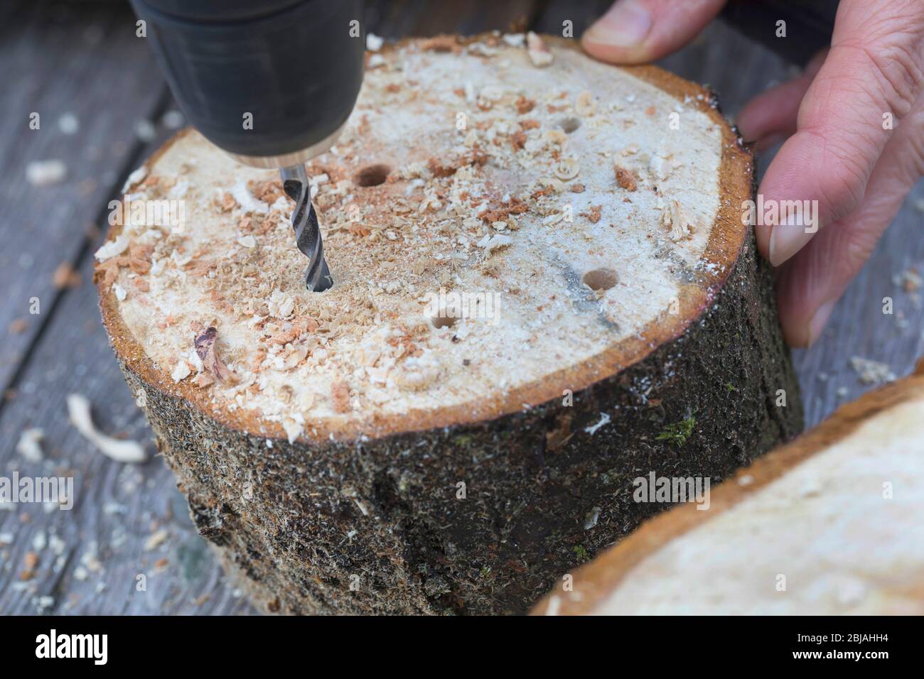 Aiuto alla nidificazione per api selvatiche, perforazione di fori in dischi di legno, Germania Foto Stock