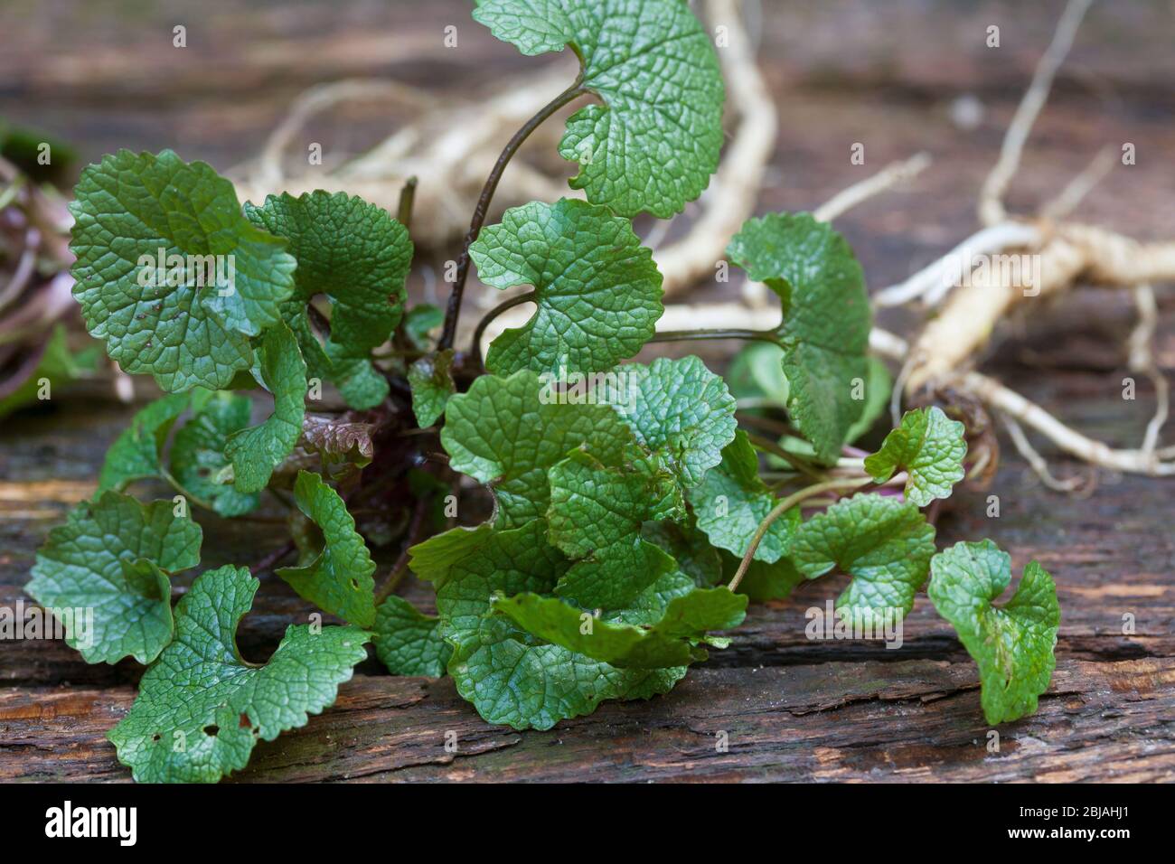 Senape all'aglio, aglio, Jack-by-the-Hedge (Alliaria petiolata), foglie giovani, raccolte prima della fioritura, in Germania Foto Stock