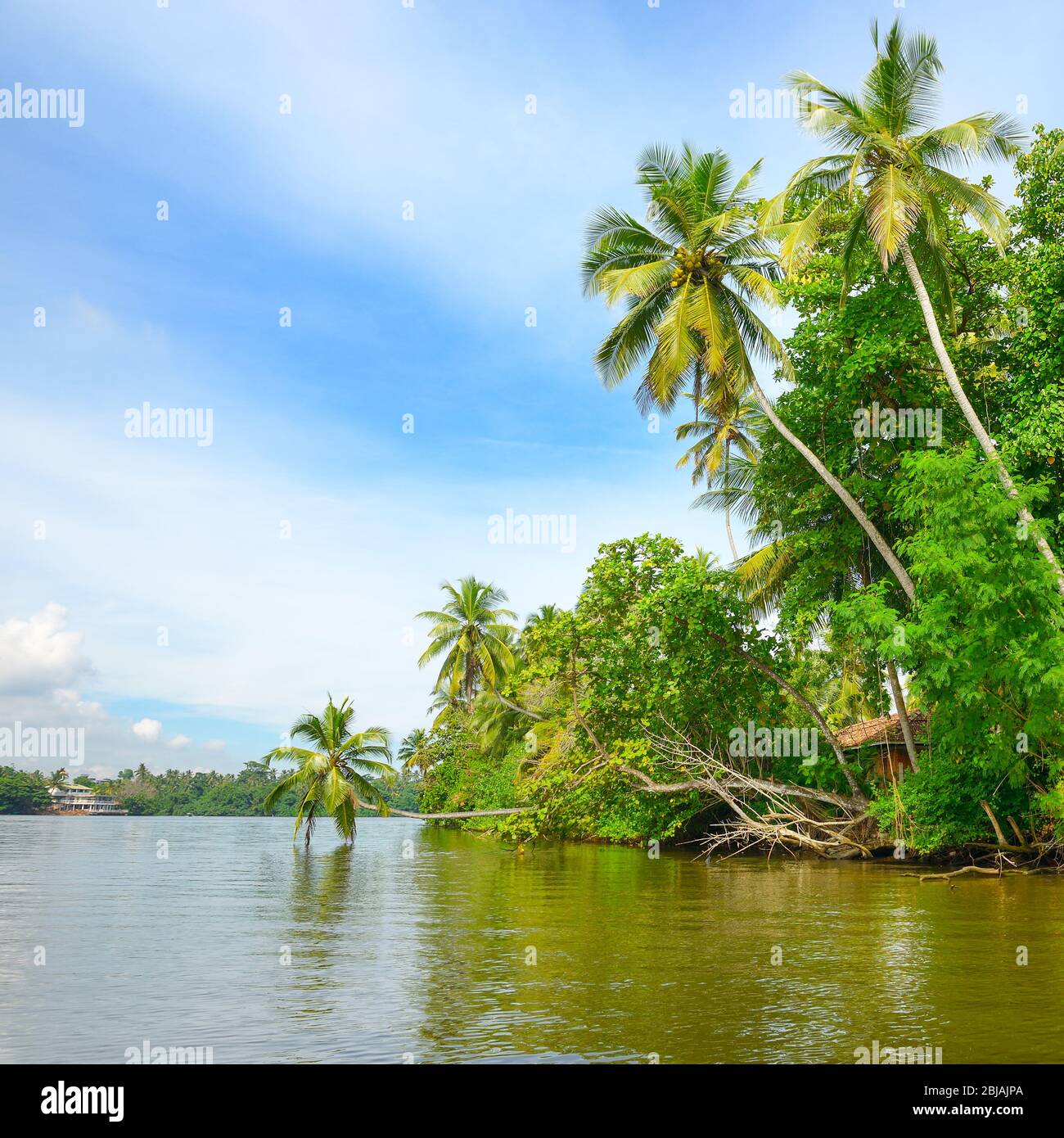 Giungla sulla riva del lago tropicale Foto Stock