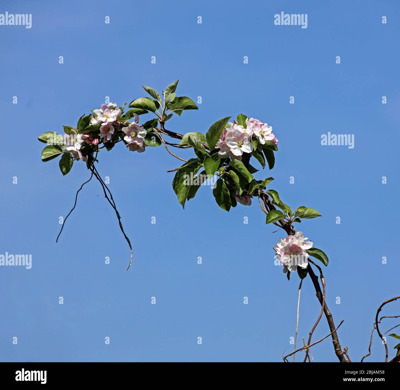 Un ramo con fiore di mele accoglie l'estate Foto Stock