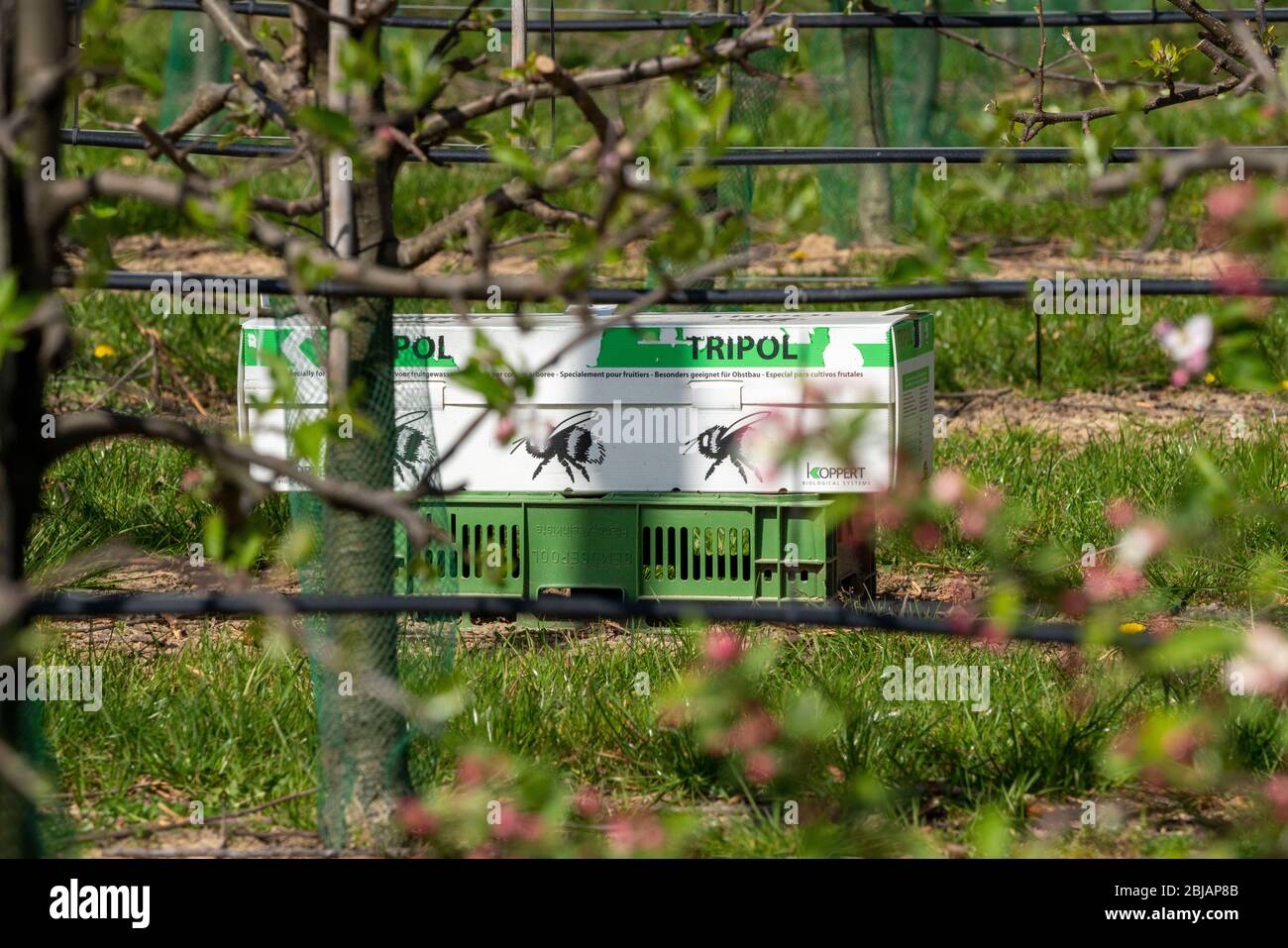 Bumblebee box, con tre colonie di bumblebee, per l'impollinazione di colture di campo, qui alberi di mele, Tripol, da Koppert Biological Systems, Foto Stock