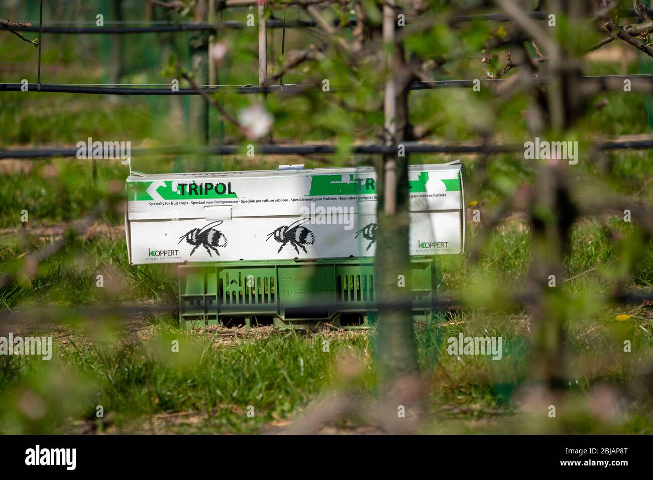 Bumblebee box, con tre colonie di bumblebee, per l'impollinazione di colture di campo, qui alberi di mele, Tripol, da Koppert Biological Systems, Foto Stock