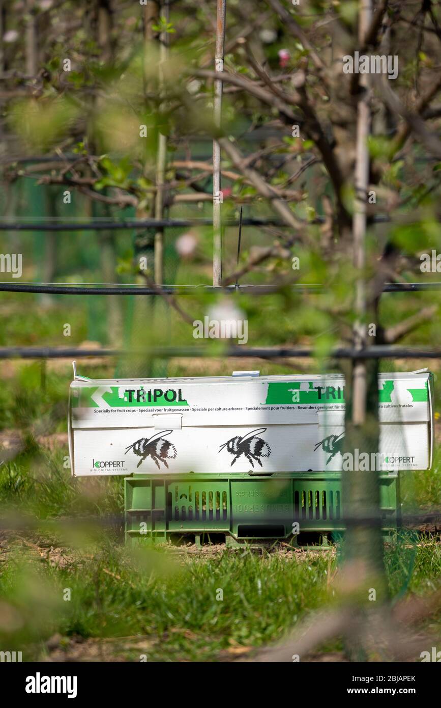 Bumblebee box, con tre colonie di bumblebee, per l'impollinazione di colture di campo, qui alberi di mele, Tripol, da Koppert Biological Systems, Foto Stock