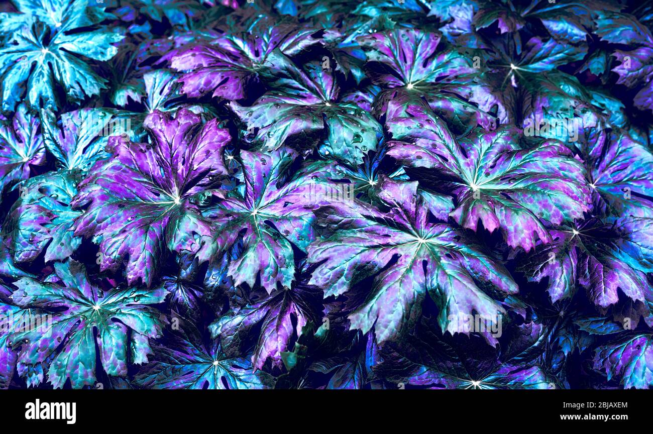 Texture foglie naturali. Natura sfondo di foglie fresche nei colori blu e viola. Foto Stock