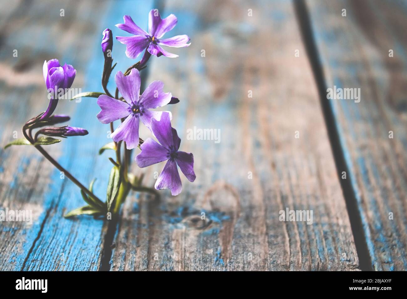 Primo piano di un fiore blu sulle tavole. Il concetto di solitudine e tristezza. Foto Stock