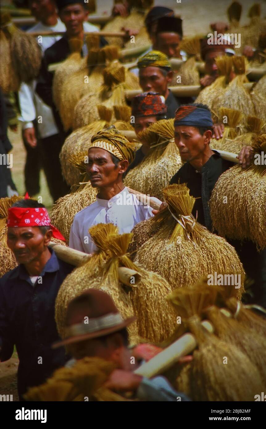 Anziani della comunità tradizionale che trasportano grappoli di riso raccolto durante il festival annuale di ringraziamento del raccolto nel villaggio tradizionale di Ciptagelar a Cisokk, Sukabumi, Giava Occidentale, Indonesia. Foto Stock