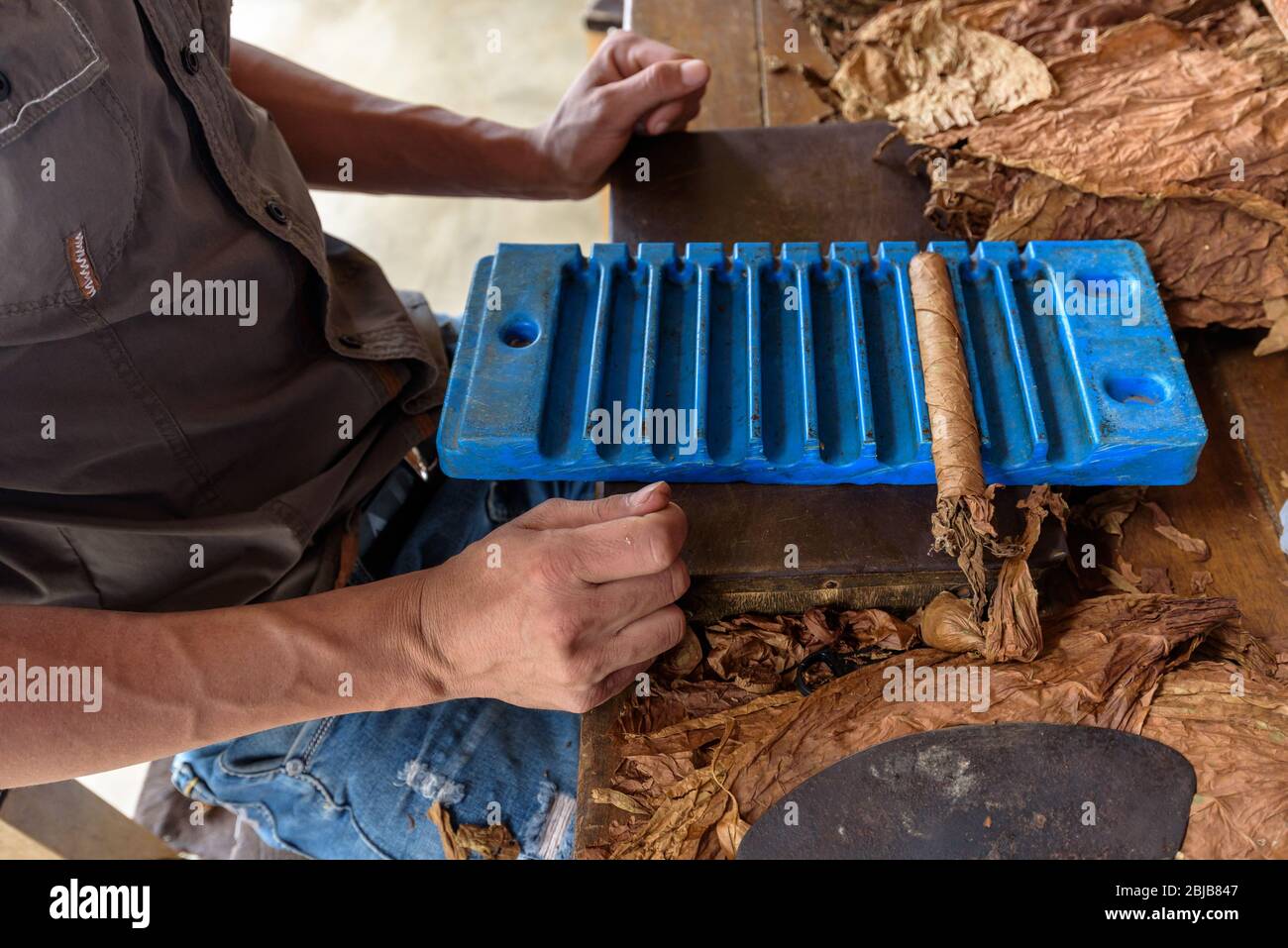 Dimostrazione della produzione di sigari fatti a mano. Primo piano sulle mani dell'uomo che rotola le foglie di tabacco cubano essiccate e curate in una fattoria nella valle di Vinales. Foto Stock