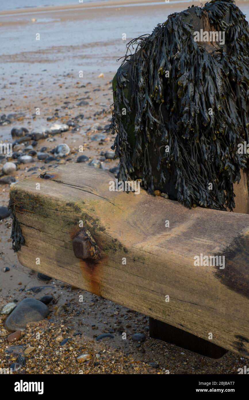 Difesa costiera sulla spiaggia a Sheringham, Norfolk, Inghilterra. Foto Stock