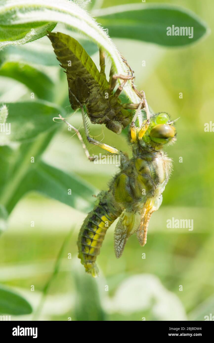 Libellula adulta emergente da una larva, metamorfosi, Chaser di corpo ampio, Libellula depressiva, Sussex, aprile Foto Stock