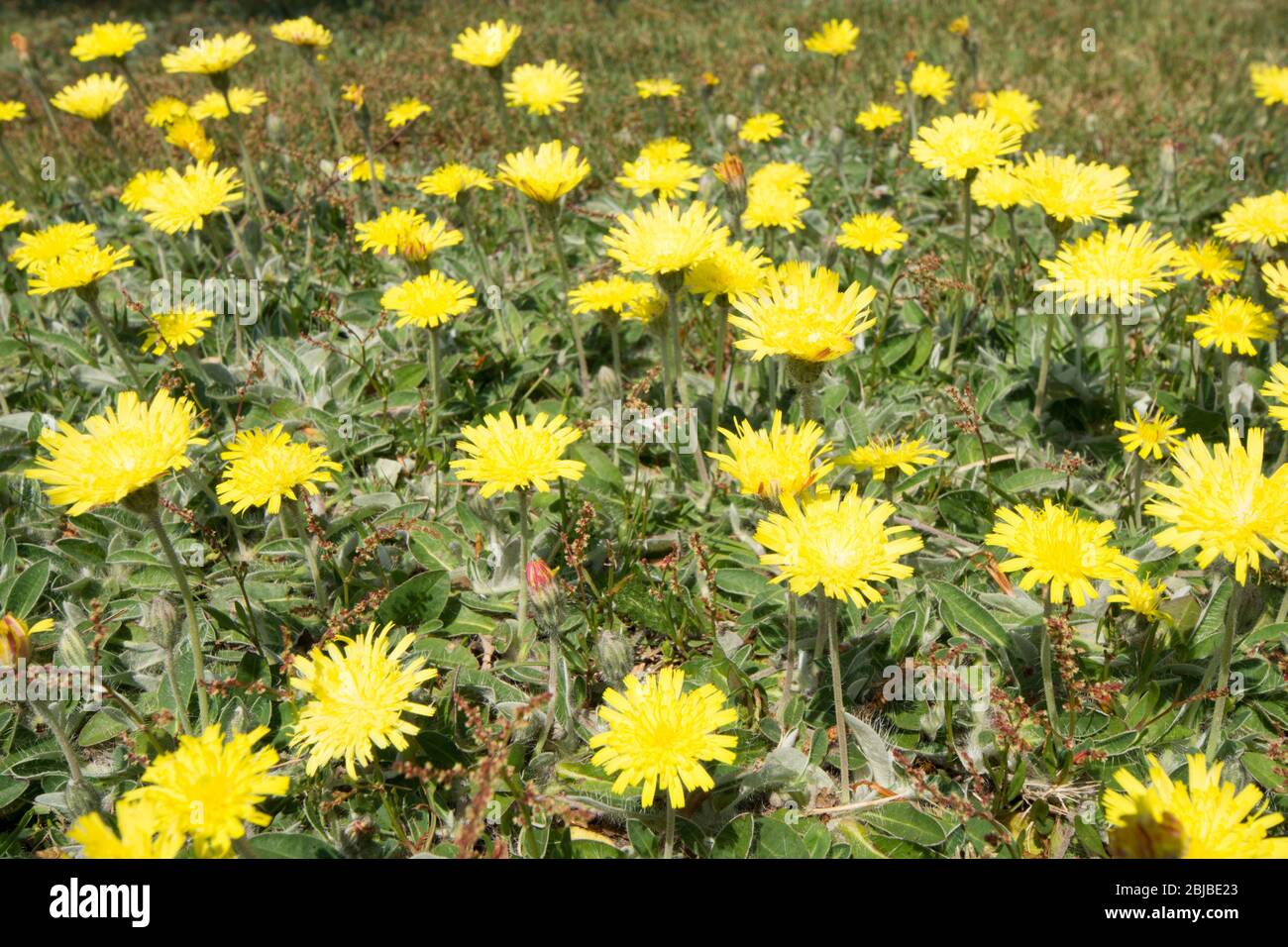 Orlatura Hawkweed, Pilosella officinarum, fiori selvatici sul prato, Sussex, UK, aprile Foto Stock