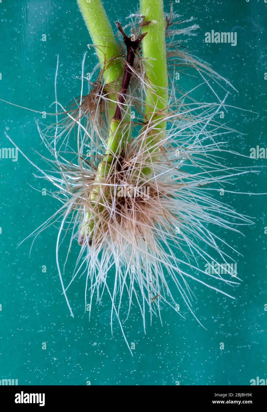Fusto tagliato di pianta Xerophitic che produce le radici in acqua Foto Stock