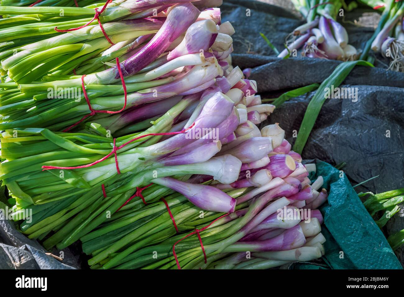 Mazzo di cipolla fresca giovane dal campo agricolo -al Sarar, Arabia Saudita. Foto Stock