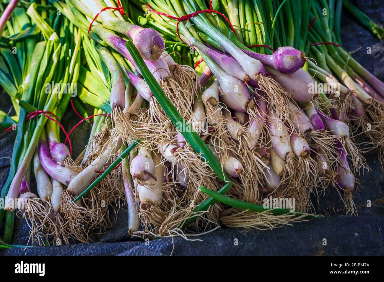 Mazzo di cipolla fresca giovane dal campo agricolo -al Sarar, Arabia Saudita. Foto Stock