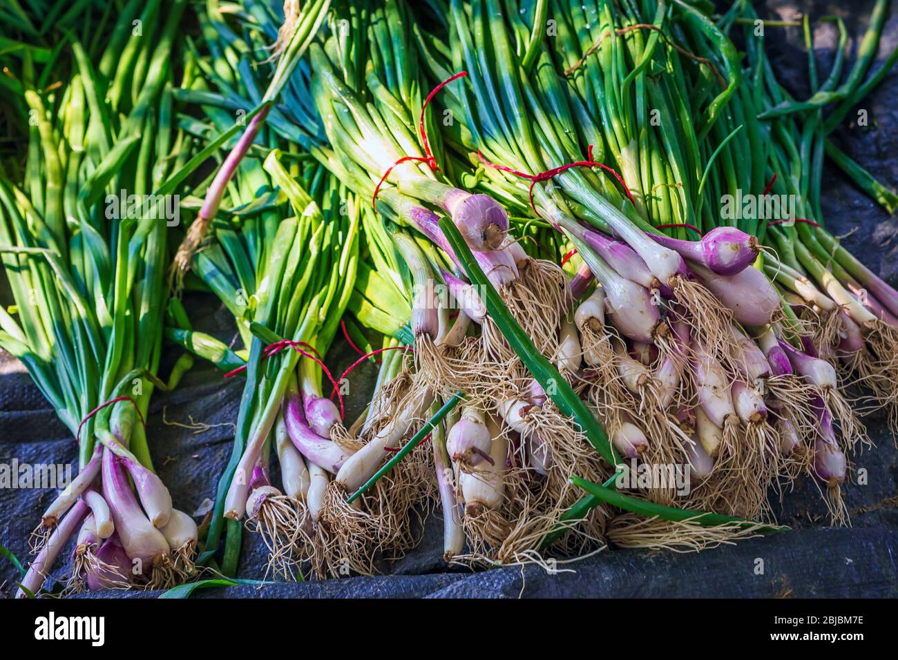 Mazzo di cipolla fresca giovane dal campo agricolo -al Sarar, Arabia Saudita. Foto Stock