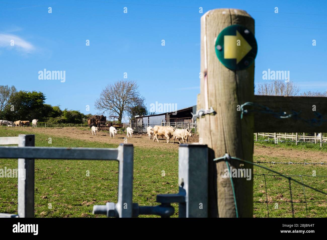 Un sentiero pubblico che va in un campo di bovini con tori mucche e vitelli. Bennlech, Isola di Anglesey, Galles del Nord, Regno Unito, Gran Bretagna Foto Stock