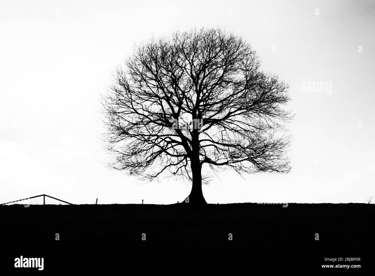 Silhouette bianca e nera di un albero solitario su una collina nell'Eifel tedesco vicino a Hürtgenwald nell'umore serale. Foto Stock