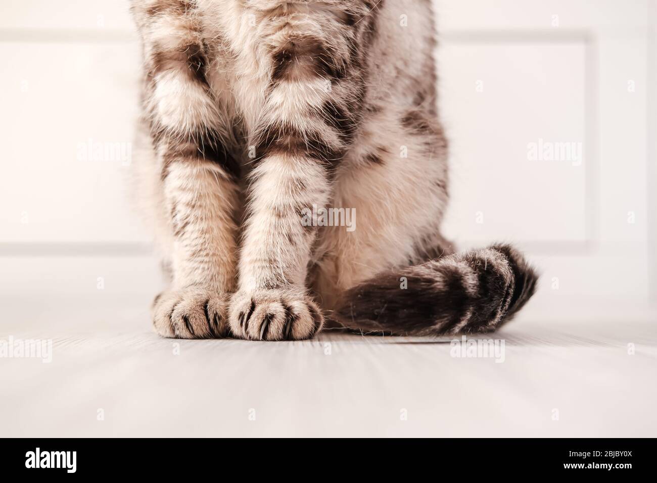 Primo piano di un gatto graziosamente seduto purea, che si avvolge la coda. Foto Stock