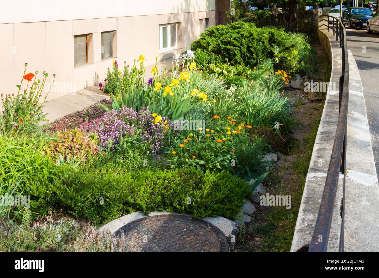 Ordinato giardino anteriore del blocco di appartamenti con fiori di primavera colorati, Frankenburg ut, Sopron, Ungheria Foto Stock