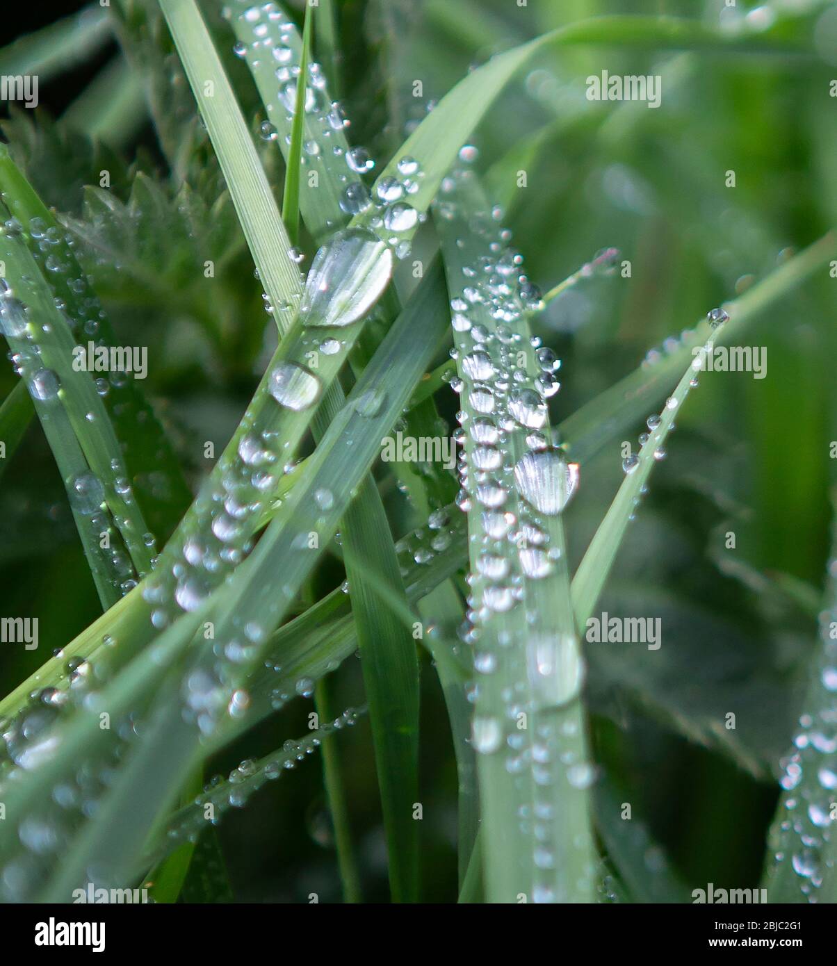 Le gocce di pioggia sulle lame di erba Foto Stock