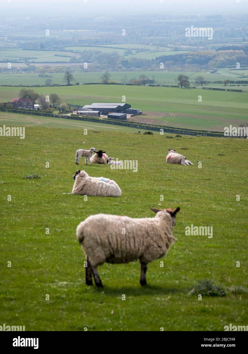 Animali di primavera, Regno Unito. Gli agnelli primaverili godono del sole nello Yorkshire Wolds, North Yorkshire. Foto Stock