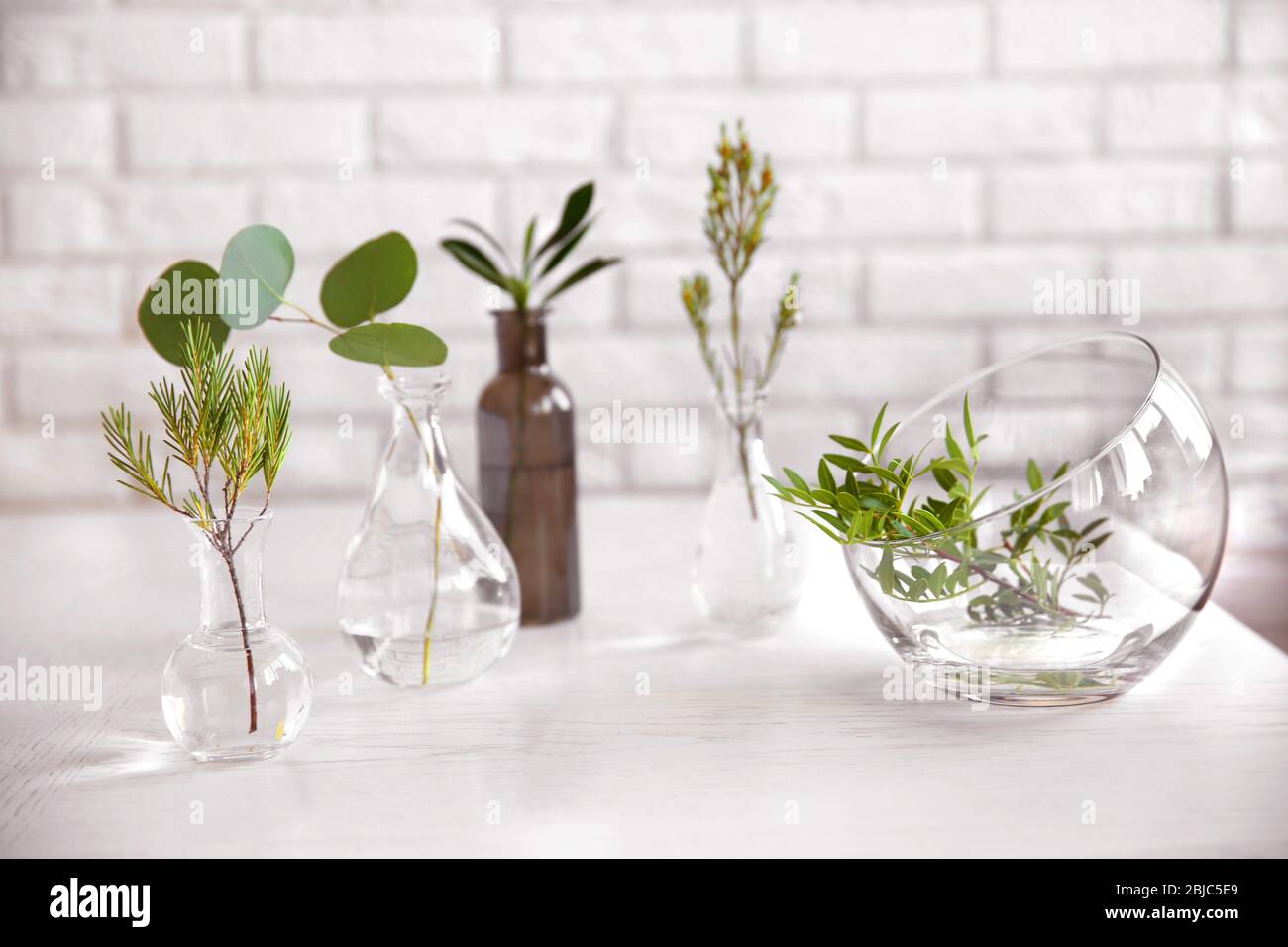 Piante in diversi vasi di vetro sul tavolo in camera Foto Stock