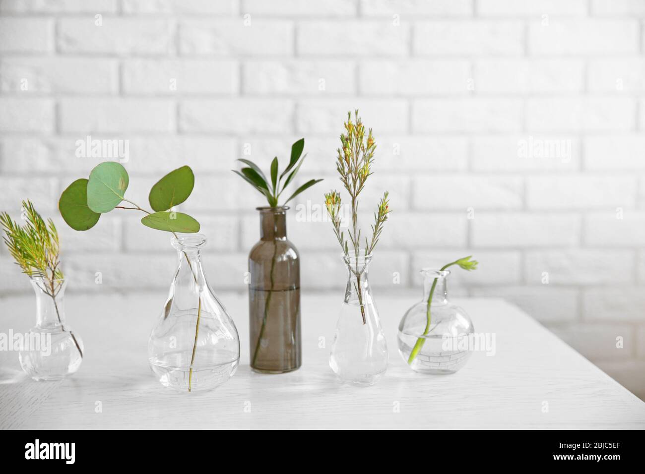 Piante in diversi vasi di vetro sul tavolo in camera Foto Stock