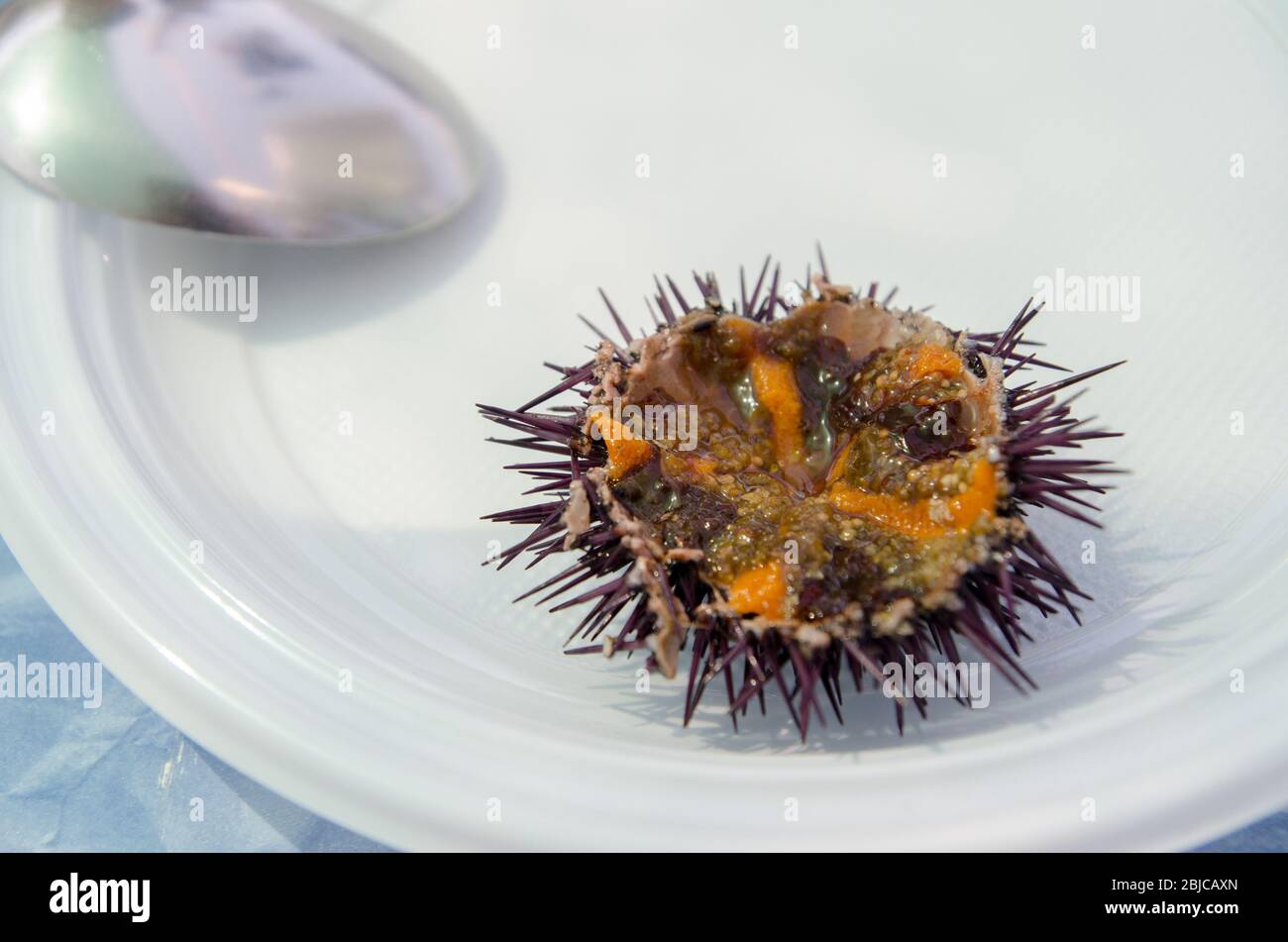 Primo piano macro di un riccio di mare fresco catturato aperto su una piastra di plastica bianca. Specialità di pesce molto popolare in Sicilia. Foto Stock