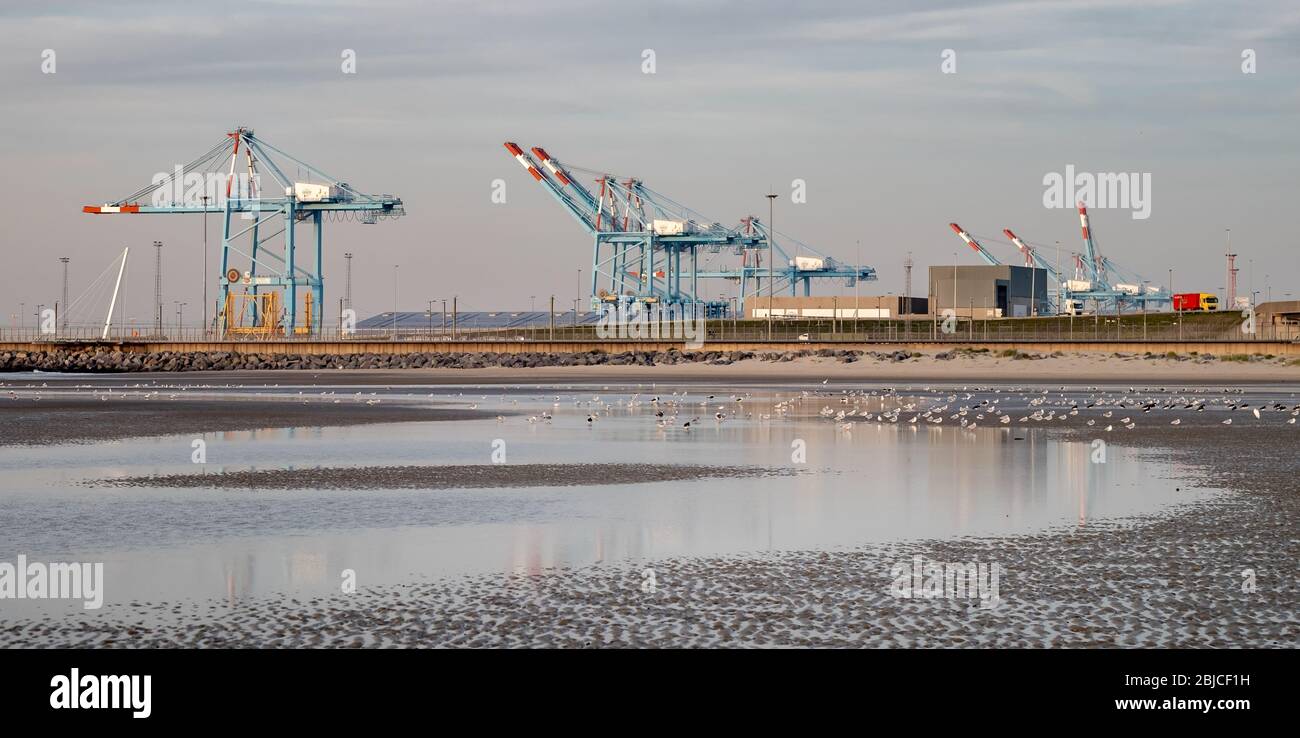 Zeebrugge, Belgio - 31 Ottobre 2019: gru del porto di Zeebrugge visto dalla spiaggia Foto Stock