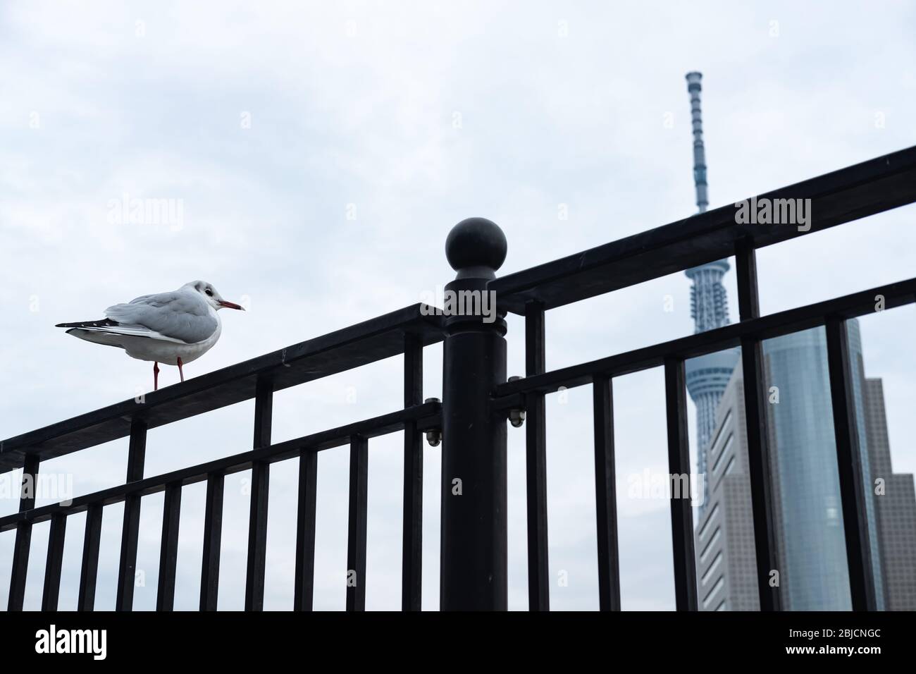 Uccello in piedi su una ringhiera con lo sfondo del cielo della città con Tokyo Skytree. Tokyo, Giappone. Foto Stock