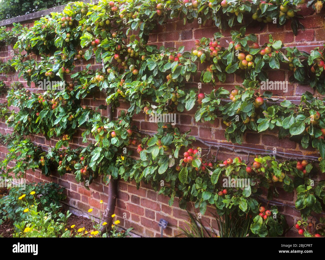 Espalier albero di mele con frutti copiosi in giardino di cucina sostenuto contro un rustico muro di mattoni rossi alla luce del sole tardo pomeriggio Foto Stock