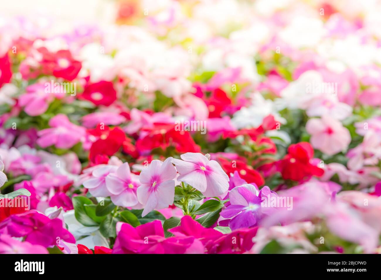 Vinca rosea fiori sbocciano i fiori nel giardino, fogliame varietà di colori dei fiori, il fuoco selettivo Foto Stock