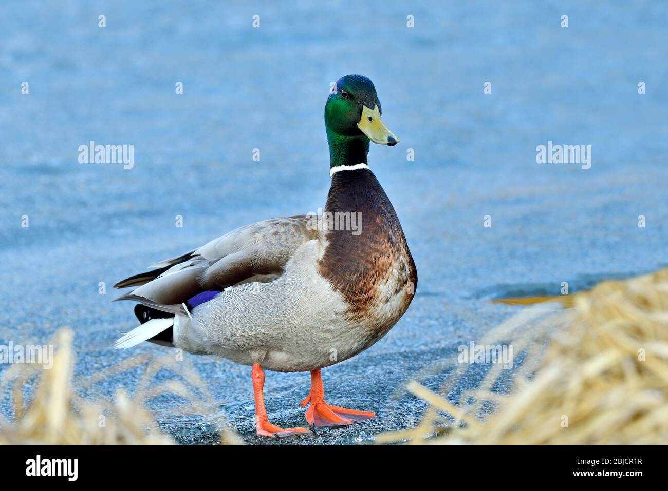 Un maschio anatra di mallardo 'Anas platyrhynchos', camminando sull'acqua congelata di un laghetto di castoro vicino Hinton Alberta Canada Foto Stock