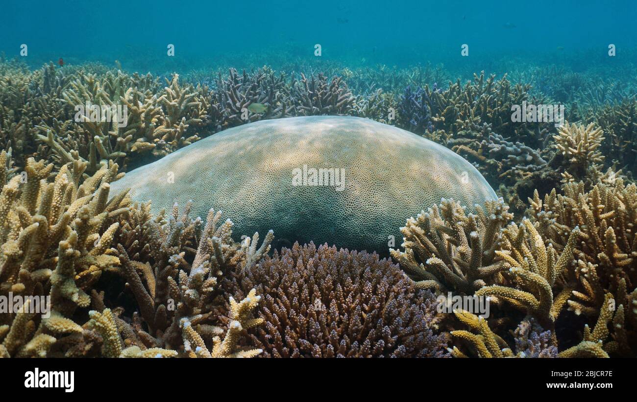 Forma massiccia di corallo (Goniastrea) circondata da coralli ramificati (Acropora), barriera corallina subacquea nell'oceano Pacifico meridionale, Nuova Caledonia, Oceania Foto Stock