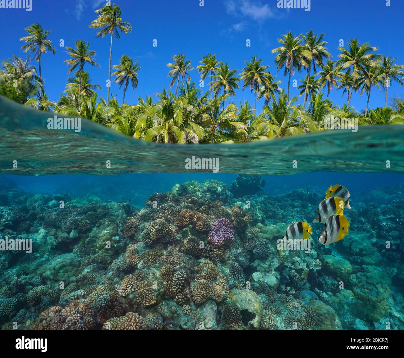 Barriera corallina con pesci tropicali sottomarini e verde fogliame di palme da cocco, vista su superficie sotto l'acqua, Polinesia francese, oceano Pacifico Foto Stock