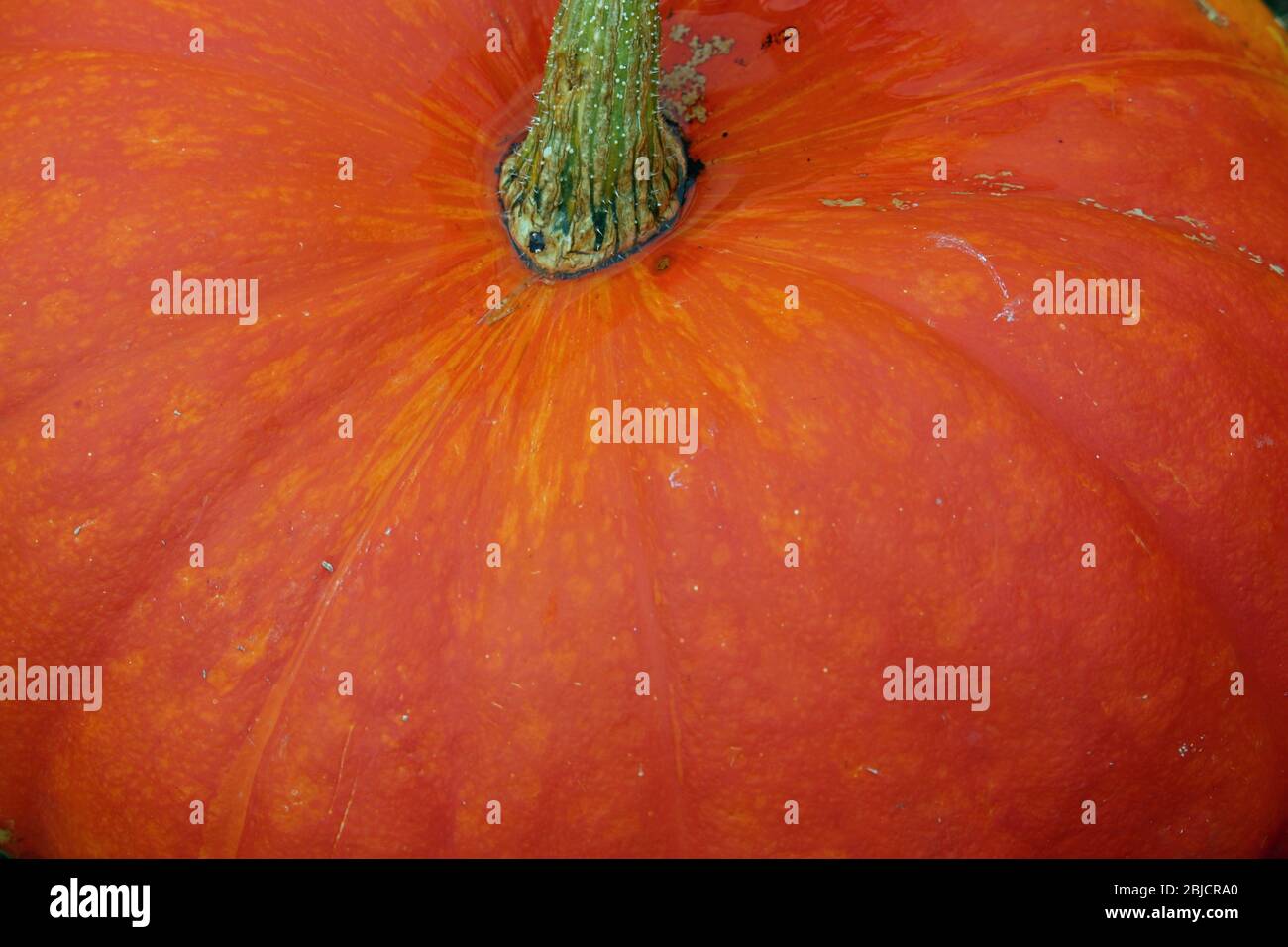 Zucca d'arancia zucca sconosciuta varietà di Cucurbita maxima e gambo senza sfondo. Foto Stock