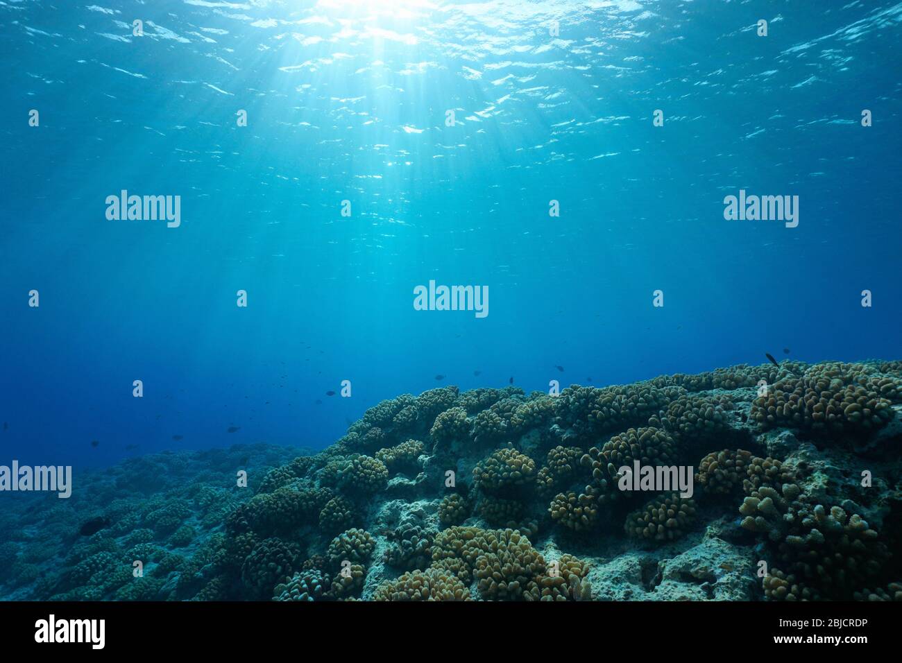 Mare subacqueo, luce del sole attraverso la superficie dell'acqua con barriera corallina sul pavimento dell'oceano, scenario naturale, oceano Pacifico, Polinesia francese Foto Stock