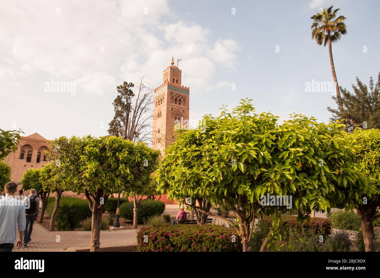 palme di fronte a Koutoubia; Marrakech; Marocco Foto Stock