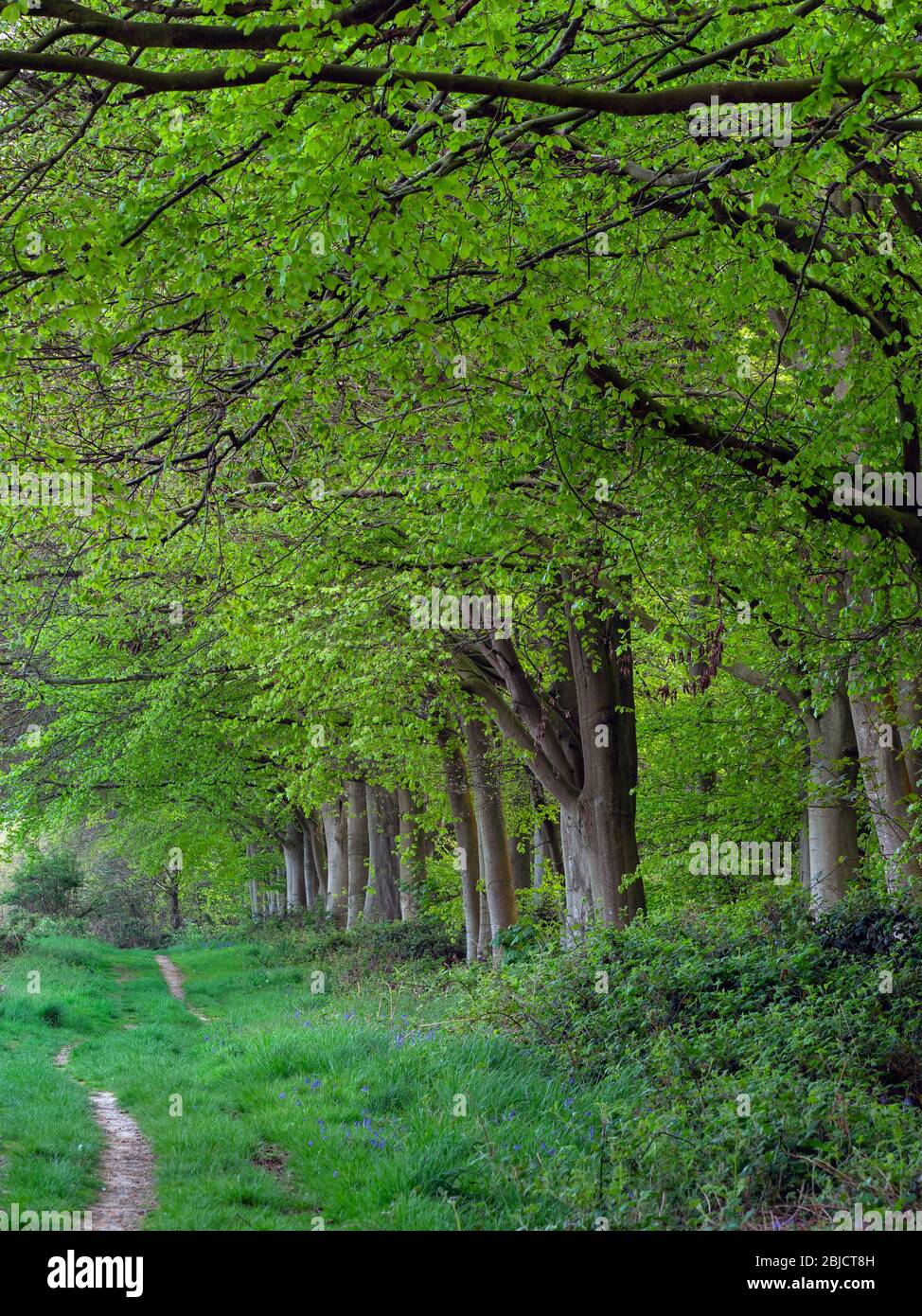 Faggi Fagus sylvatica all'inizio della primavera con nuove foglie Blickling parco Norfolk fine aprile Foto Stock