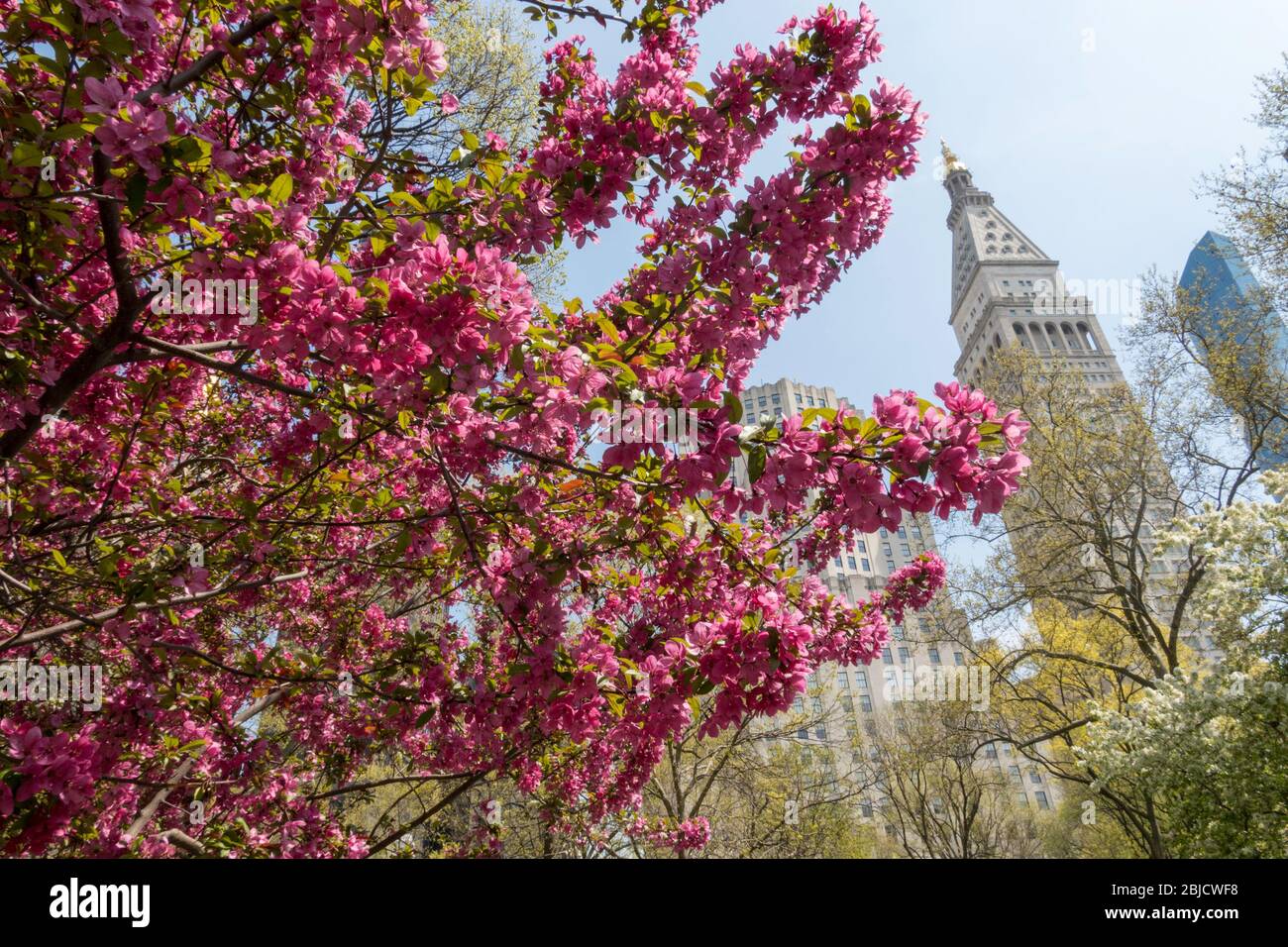 MetLife Tower con prato fuoco granchio albero fiorisce in primo piano, NYC, Stati Uniti Foto Stock