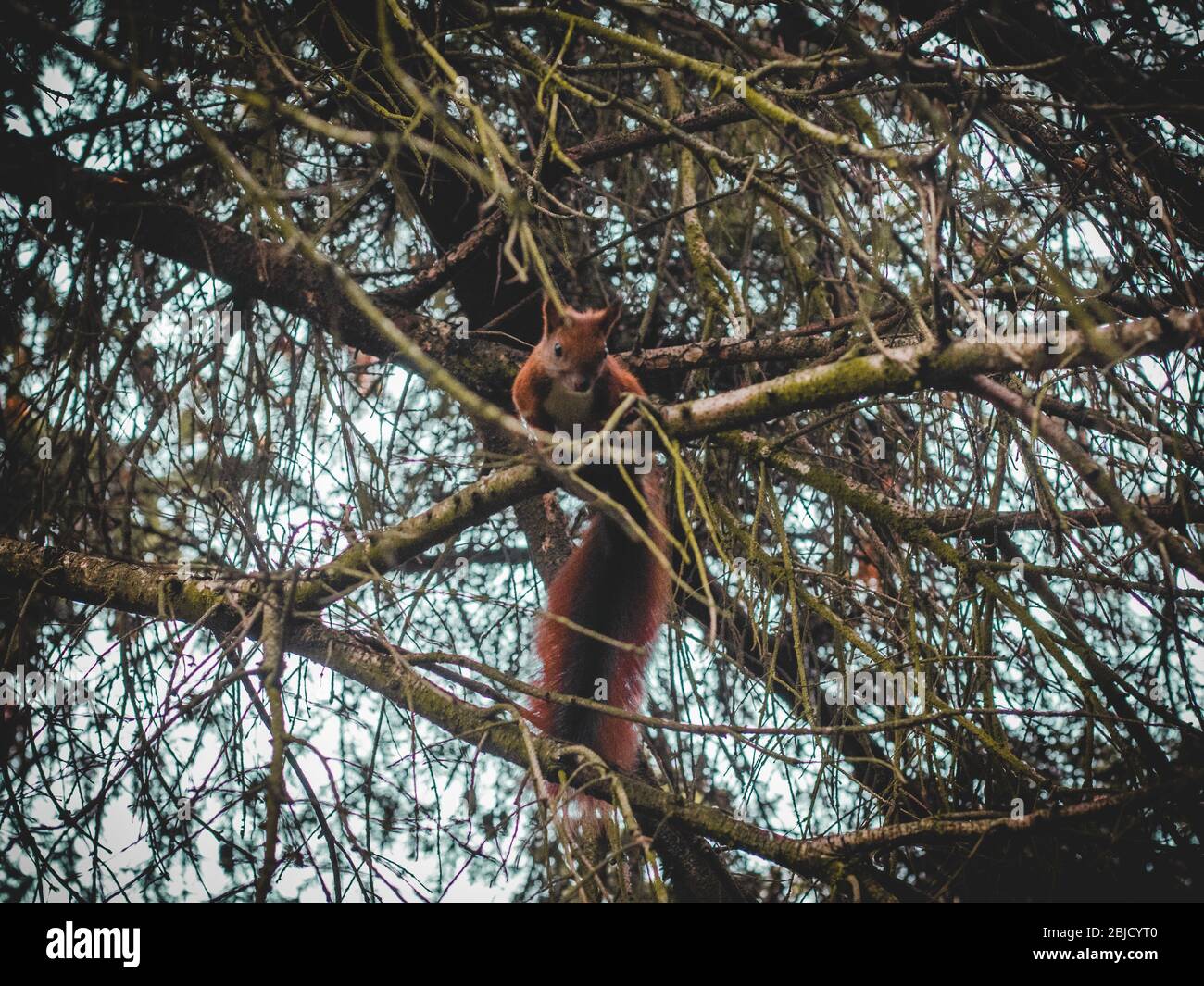 Scoiattolo seduto nell'albero Foto Stock