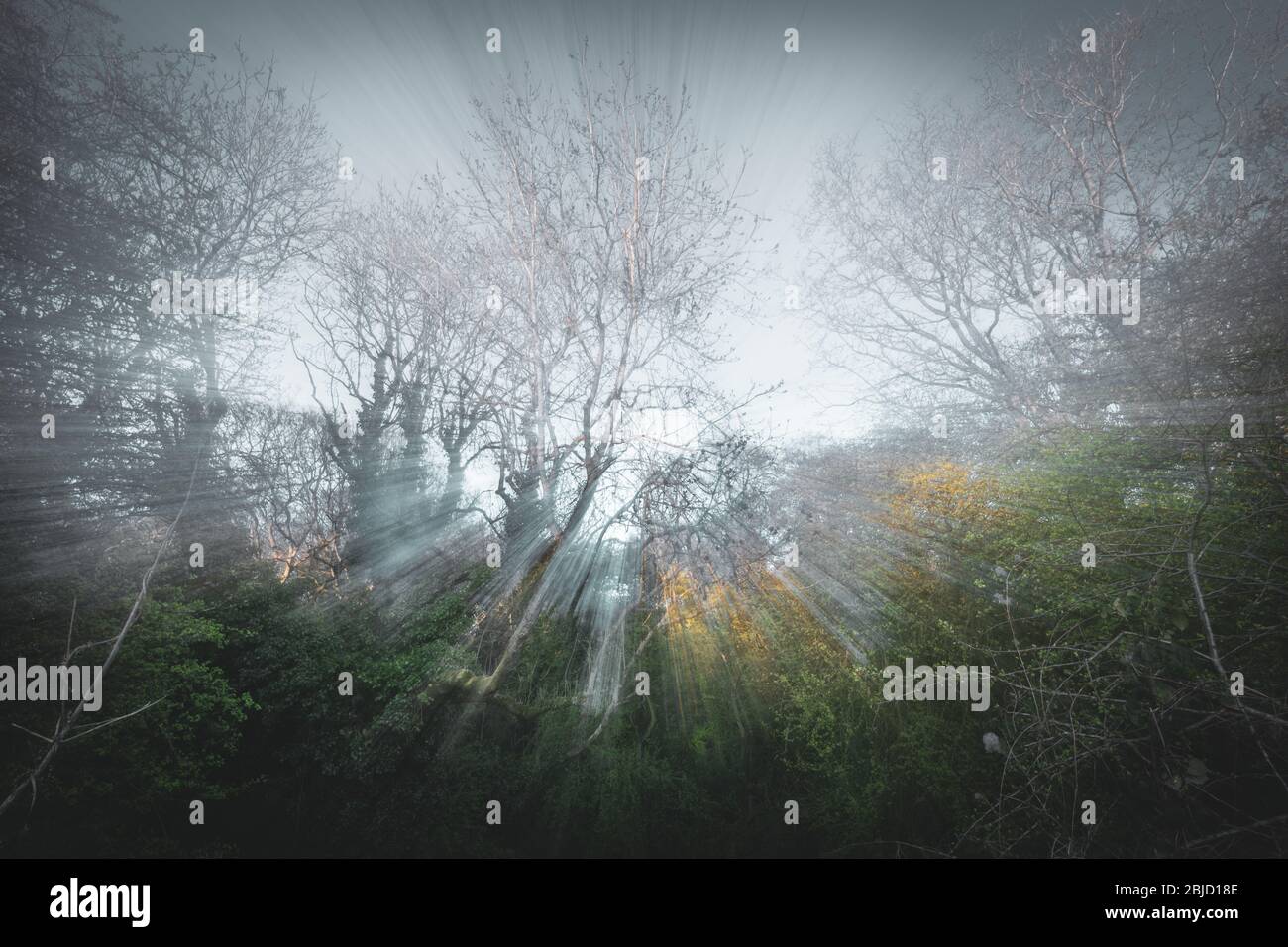 Il bosco sognante in primavera ha ingrandito a lungo - movimento intenzionale della fotocamera Foto Stock