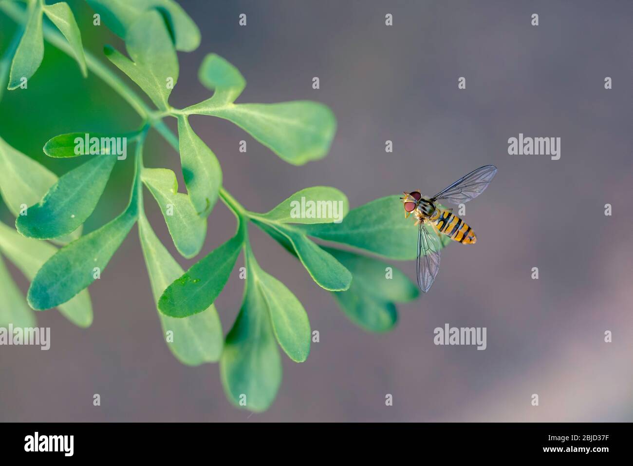 Volare su una foglia di giardino Foto Stock