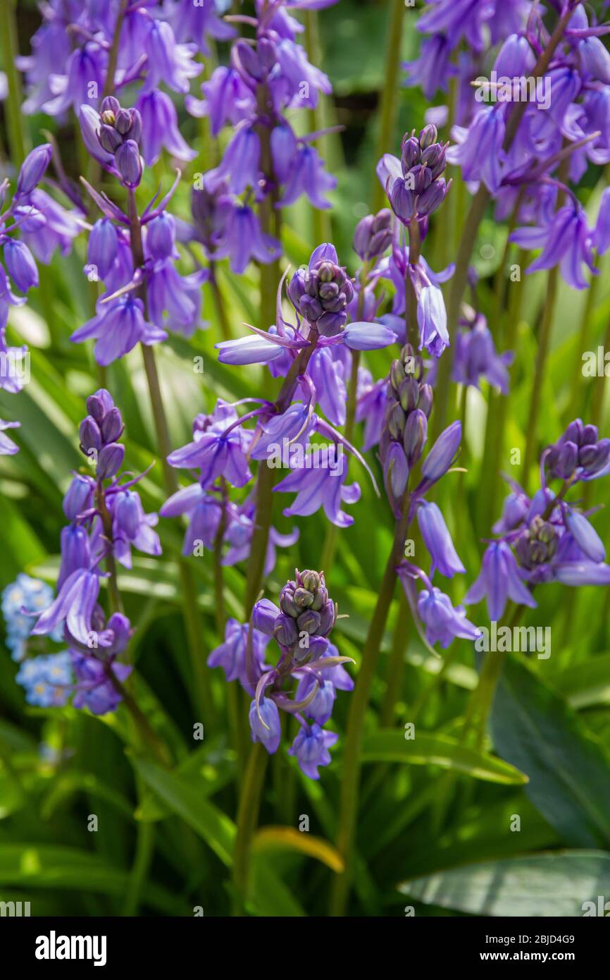 Campanule Foto Stock