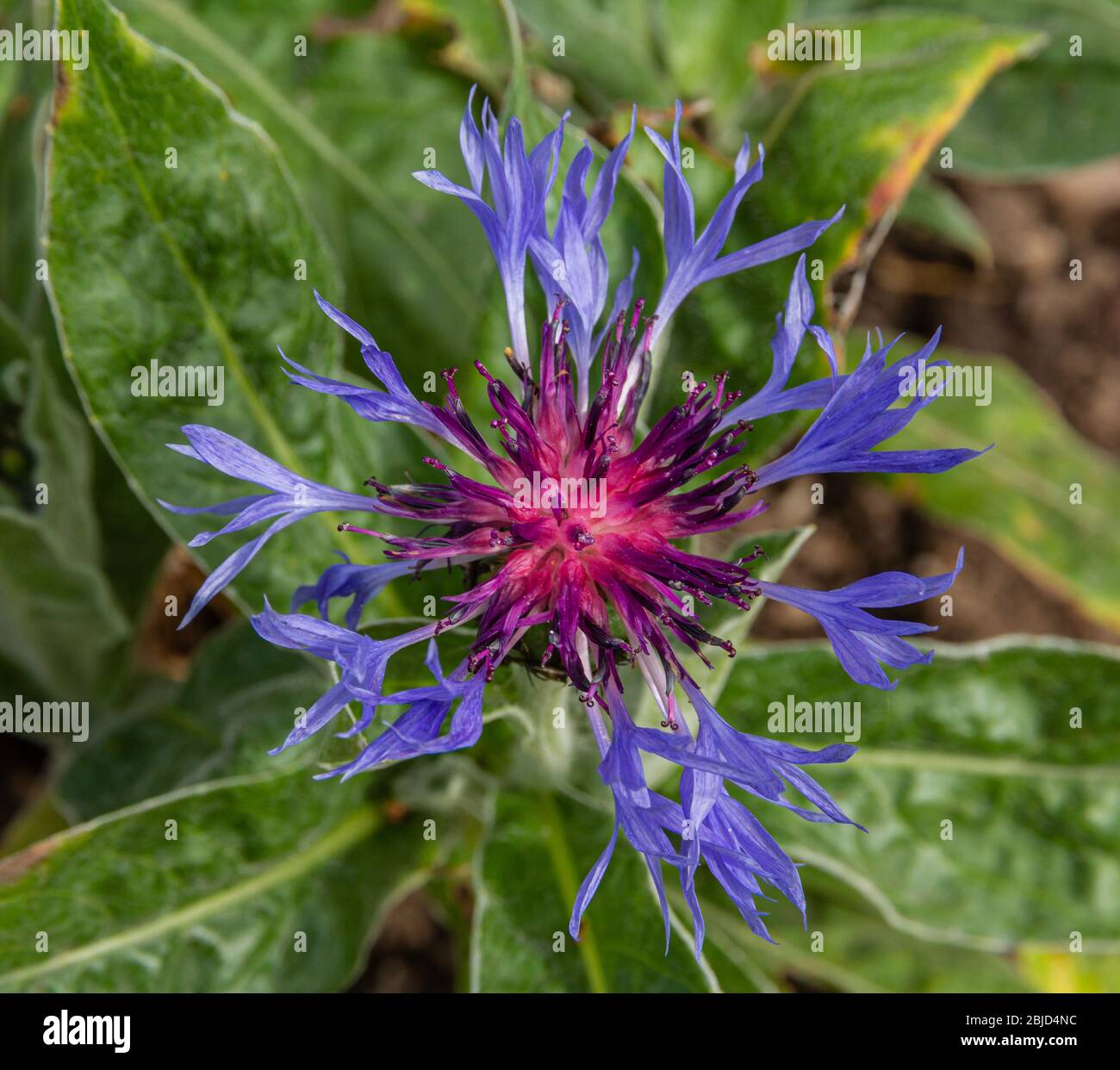 Fiordaliso Foto Stock